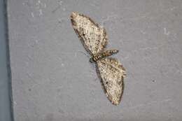 Image of Eupithecia olivacea Taylor 1906