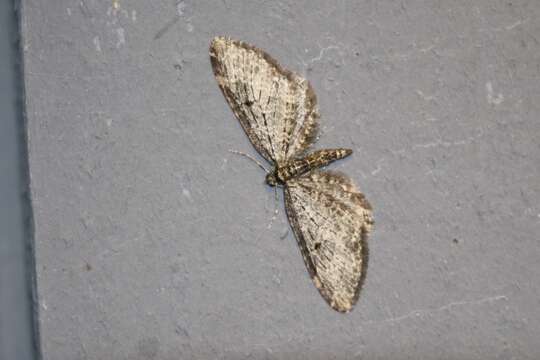 Image of Eupithecia olivacea Taylor 1906