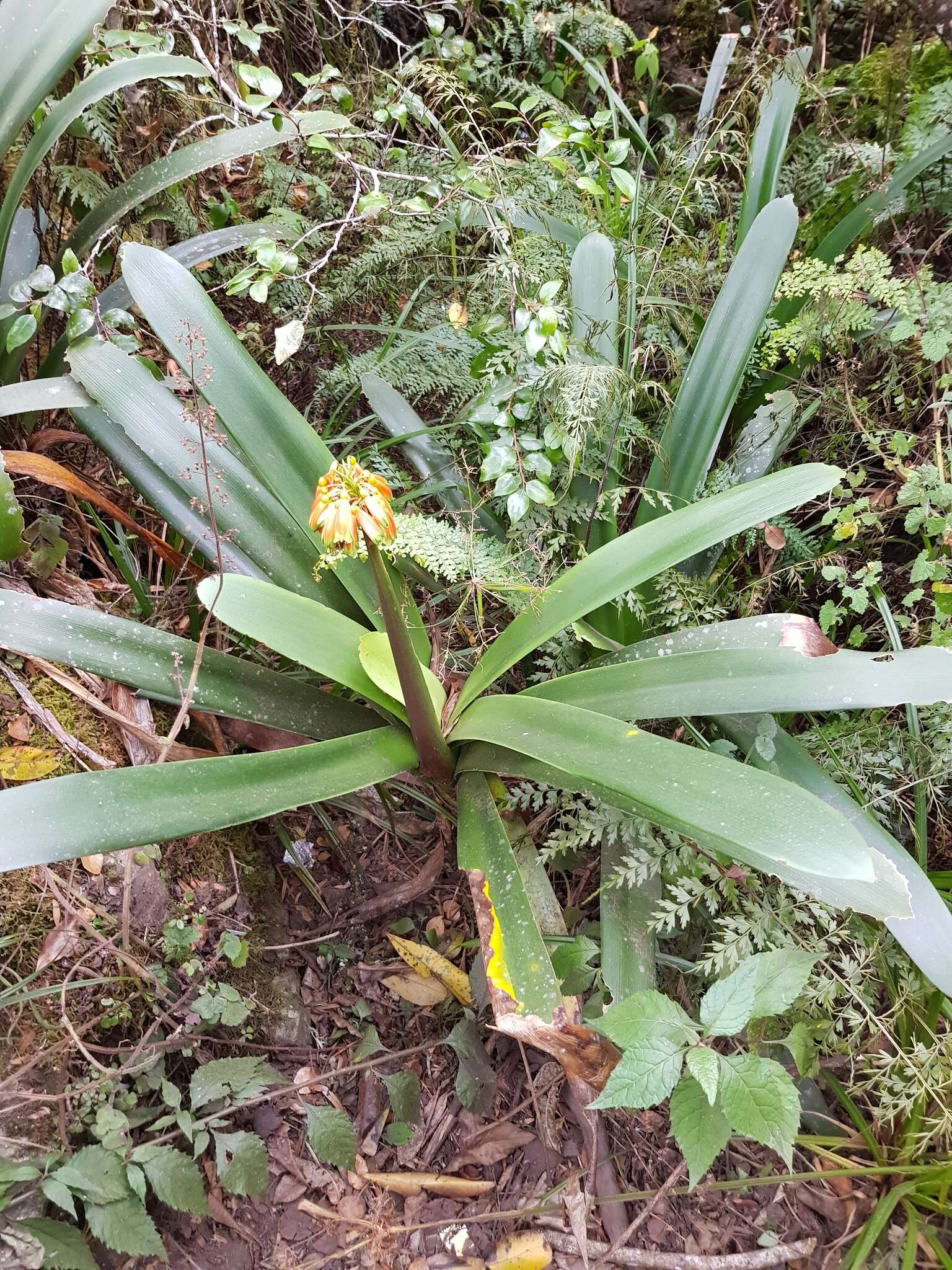 Слика од Clivia caulescens R. A. Dyer