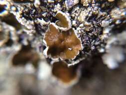 صورة Xanthoparmelia scabrosa (Taylor) Hale