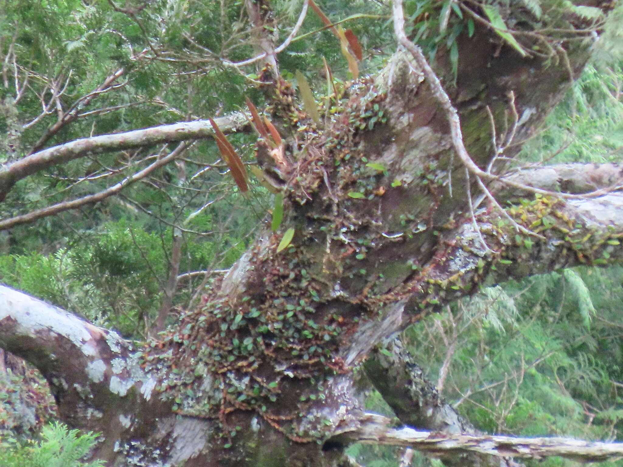 Dendrobium sanseiense Hayata的圖片