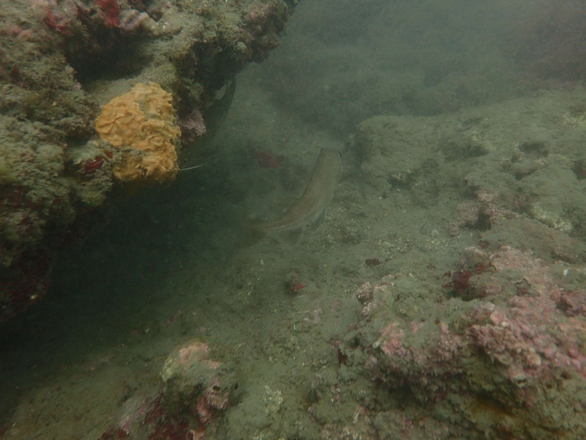 Image of Capelin