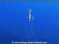 Image of vitreous lobate comb-jelly