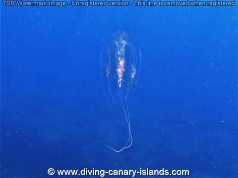 Image of vitreous lobate comb-jelly