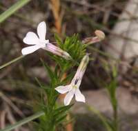 Image of Pine-leaf Lobelia