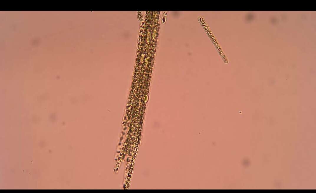 Image of Aphanizomenon flos-aquae