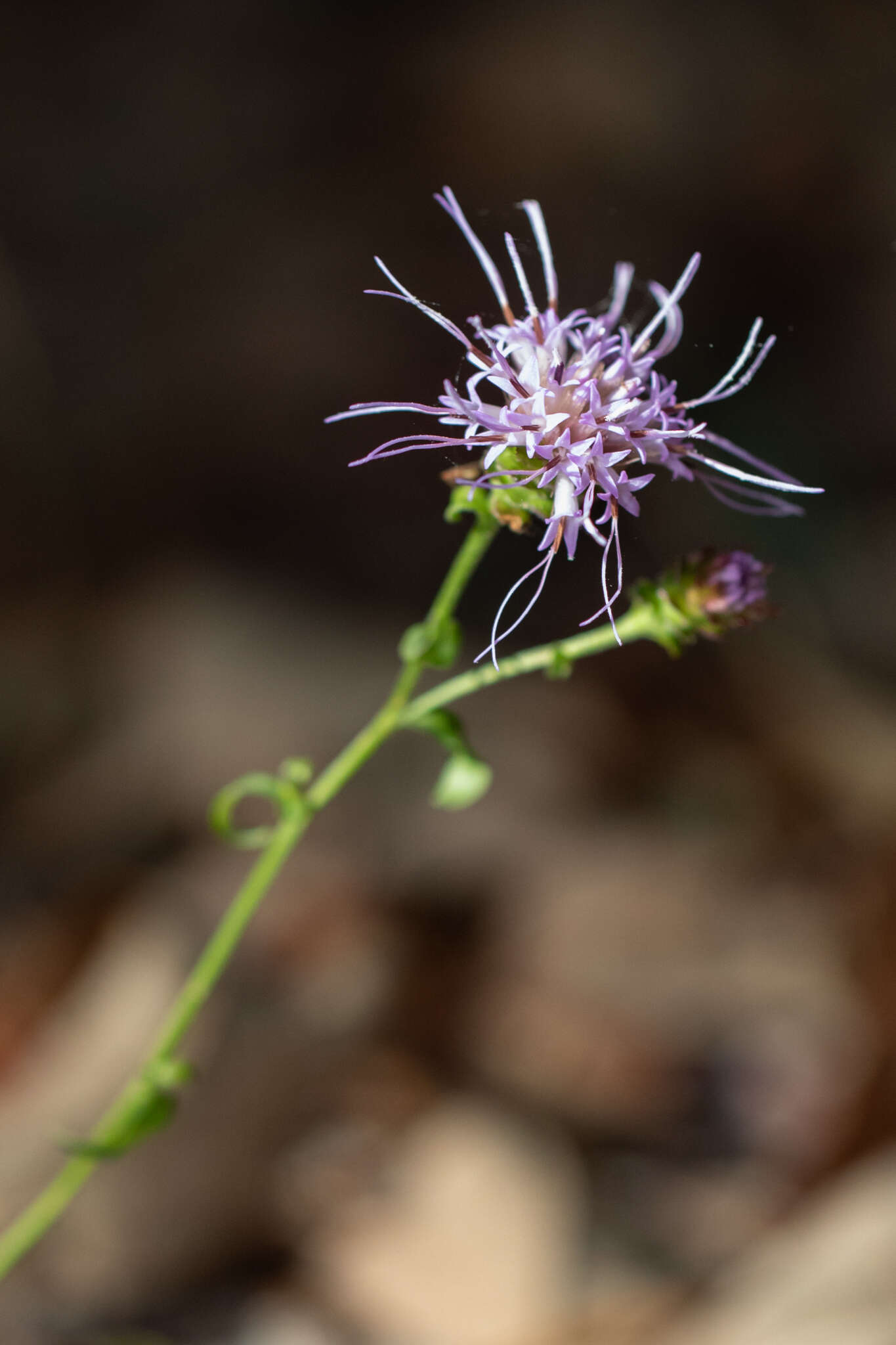 Image of sandywoods chaffhead