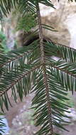 Image de Abies durangensis Martínez