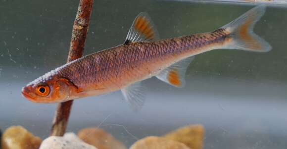 Image of Blueside Shiner