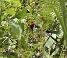 Image of Yellow-billed Cardinal