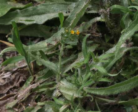 Image of Menzies' fiddleneck