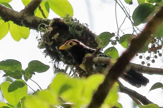 صورة Trachyphonus purpuratus Verreaux, J, Verreaux & E 1851