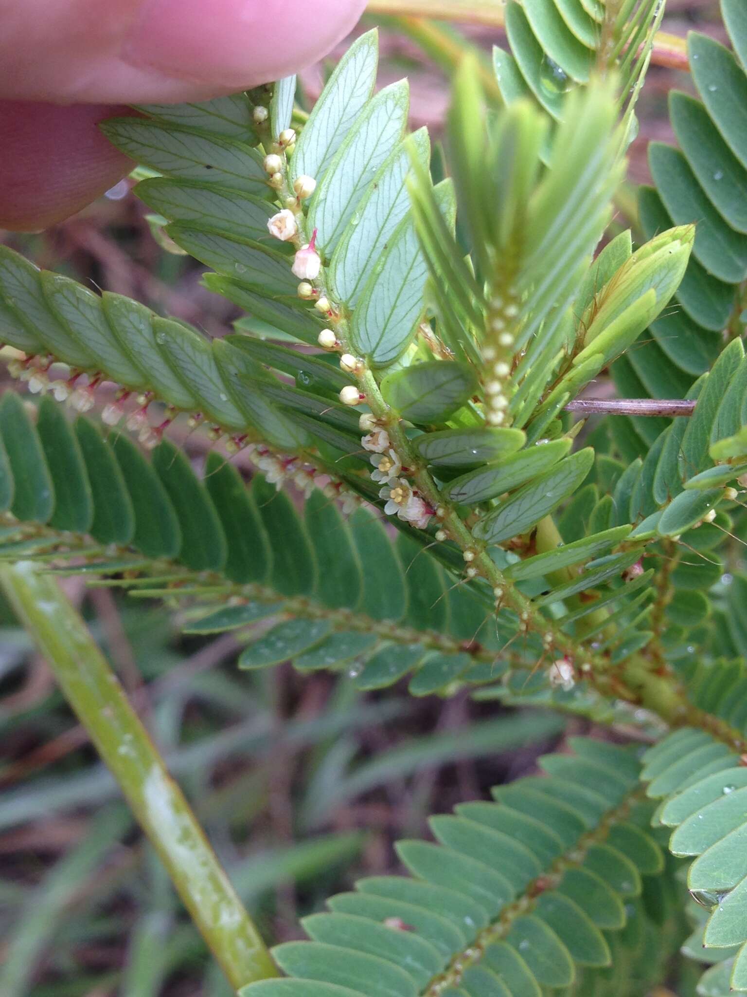 Phyllanthus saffordii Merr.的圖片