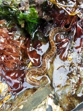 Image of Bracketed blenny