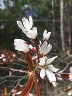 Image of Allegheny Serviceberry