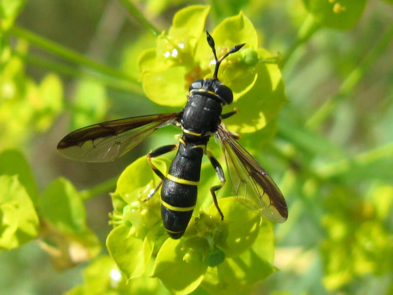 Image of Ceriana conopsoides (Linnaeus 1758)