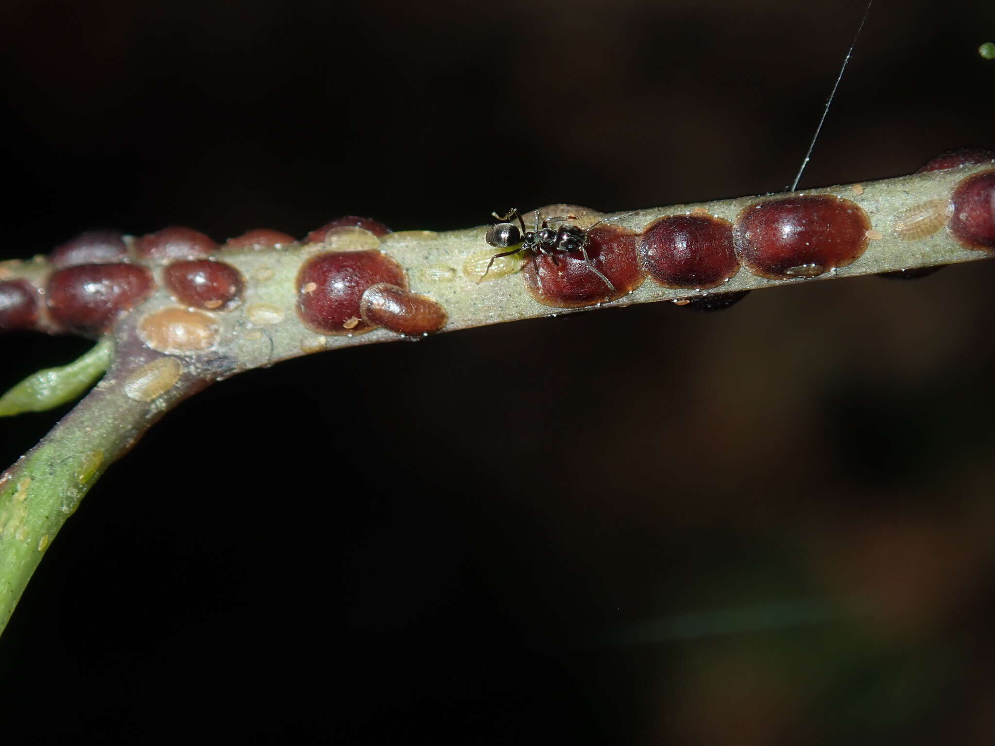 صورة Parasaissetia nigra (Nietner 1861)