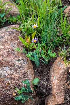 Image of Afroaster perfoliatus (Oliv.) J. C. Manning & Goldblatt