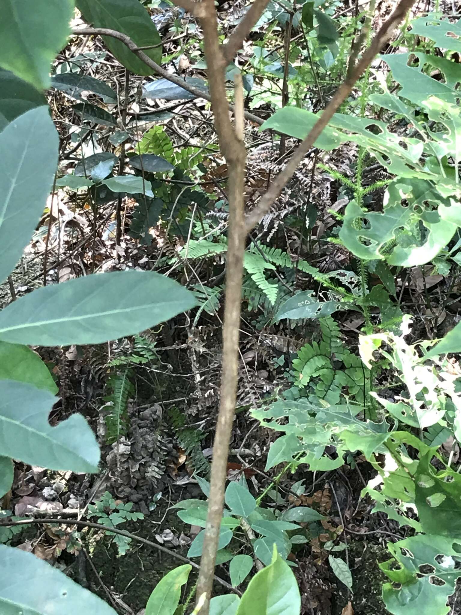 Image of Itea chinensis Hook. & Arn.