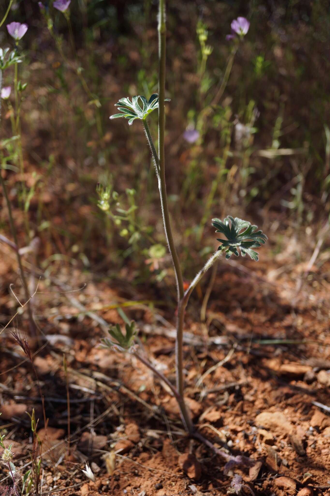 Image of Ewan's larkspur