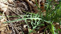 Plancia ëd <i>Agoseris <i>grandiflora</i></i> var. grandiflora