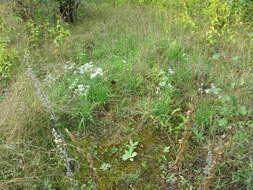 Image of Chinese chives