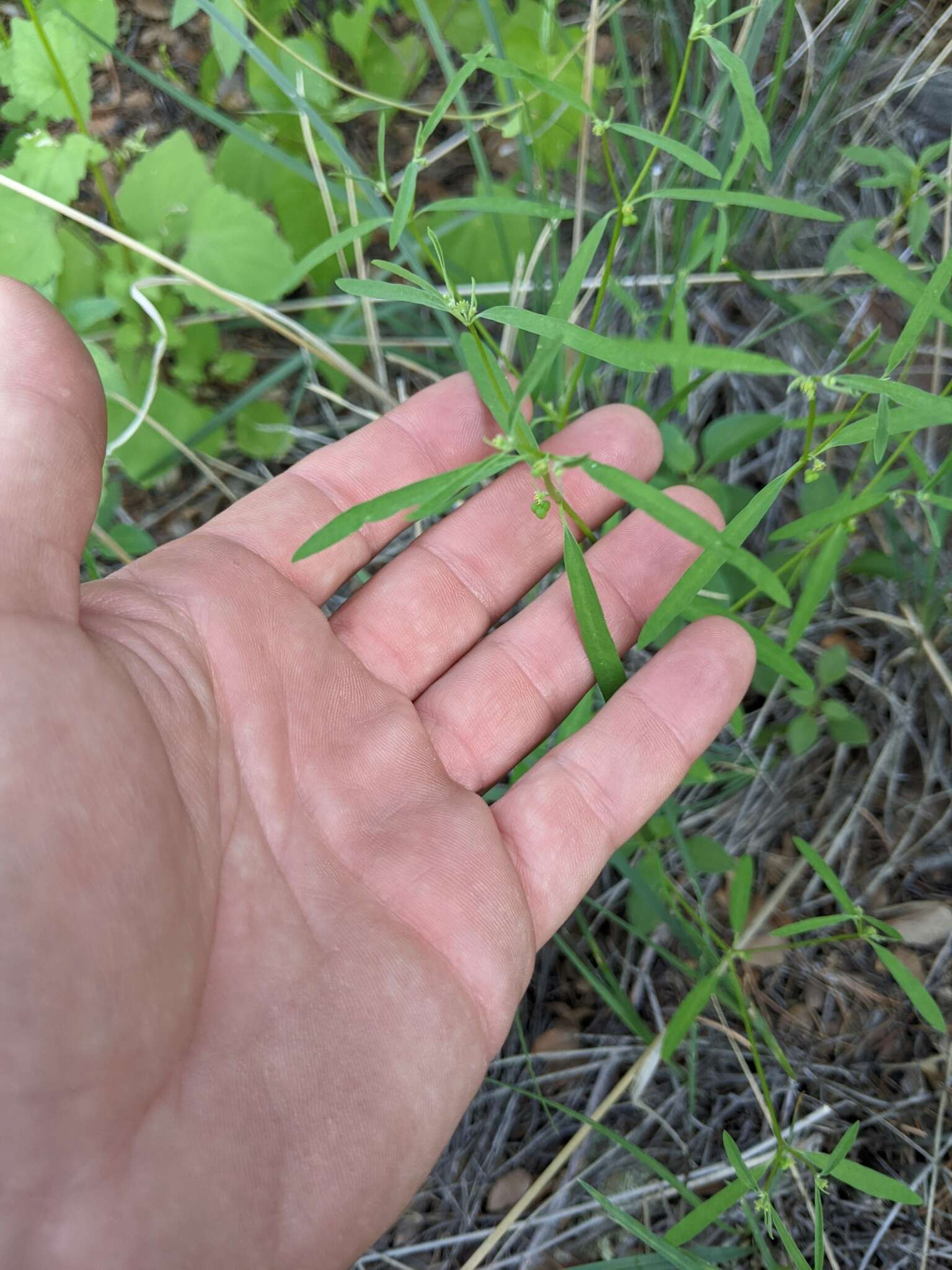 Image of blackseed spurge