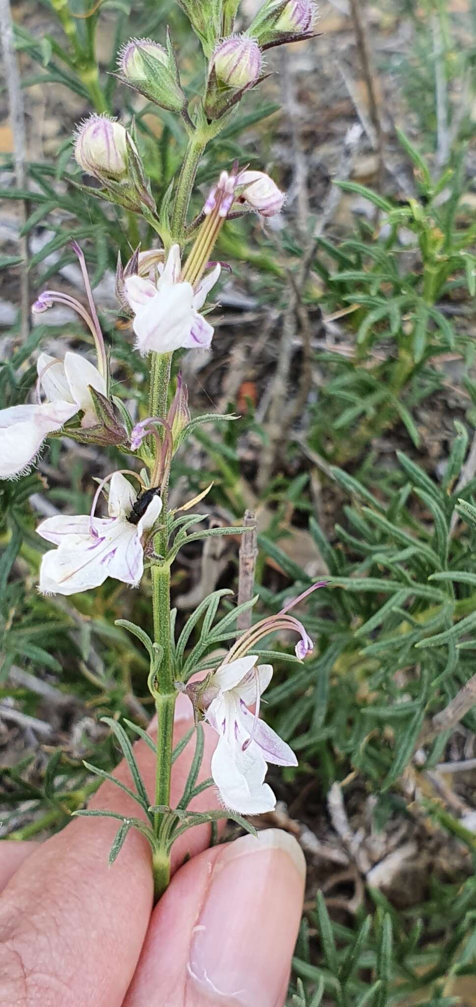 Sivun Teucrium pseudochamaepitys L. kuva