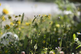 Image of Crepis micrantha Czer.