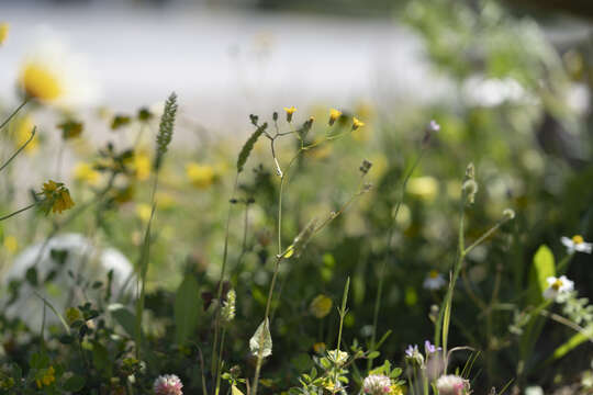 Image of Crepis micrantha Czer.