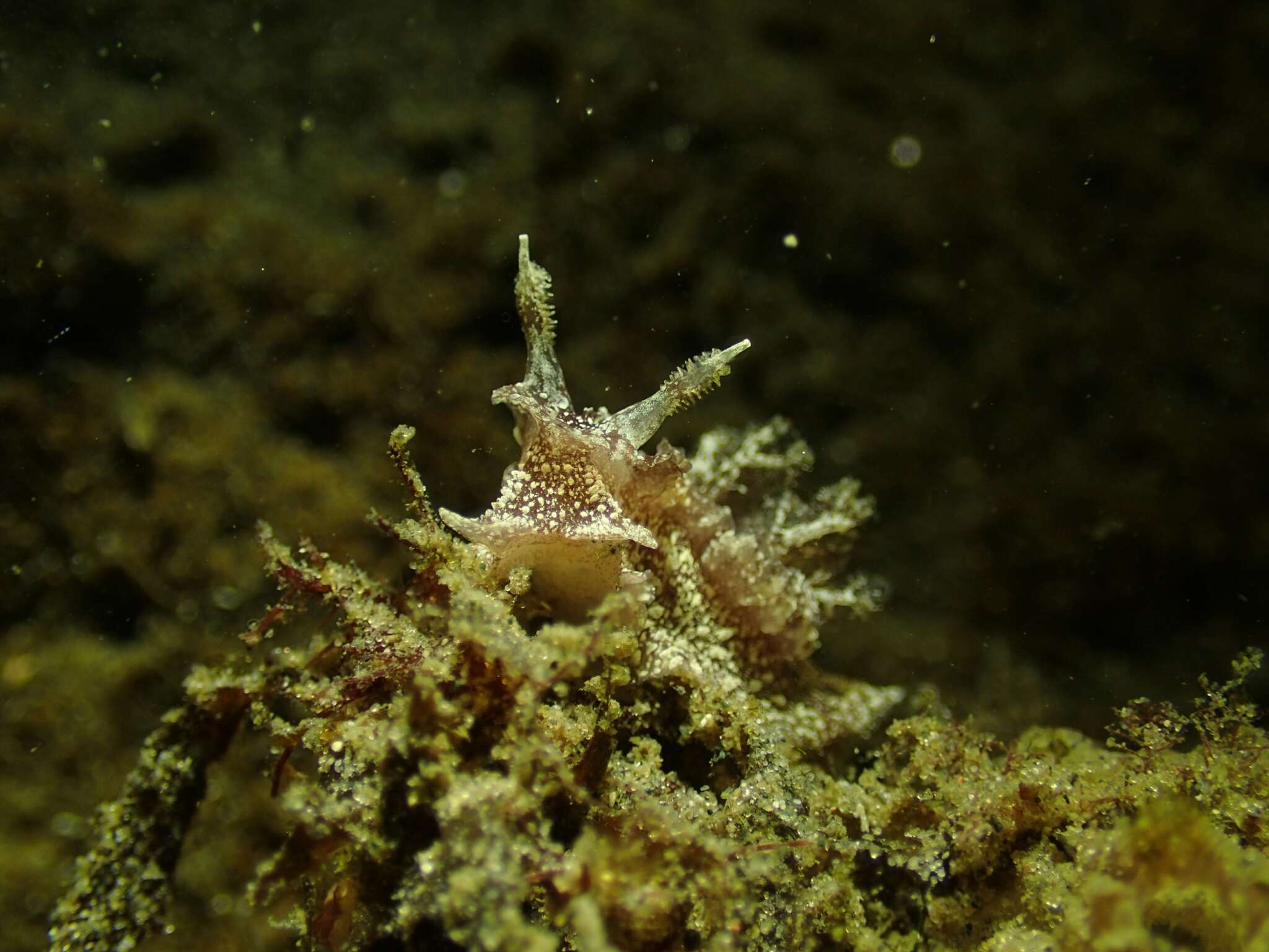 Image of Goniodoris castanea Alder & Hancock 1845