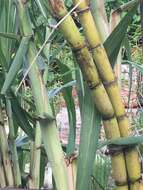 Image of sugarcane