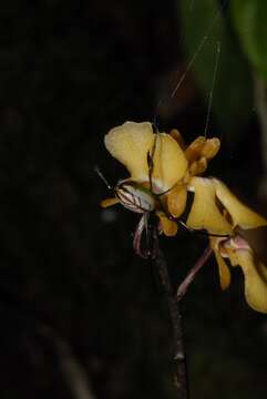 Imagem de Oeceoclades furcata Bosser & Morat