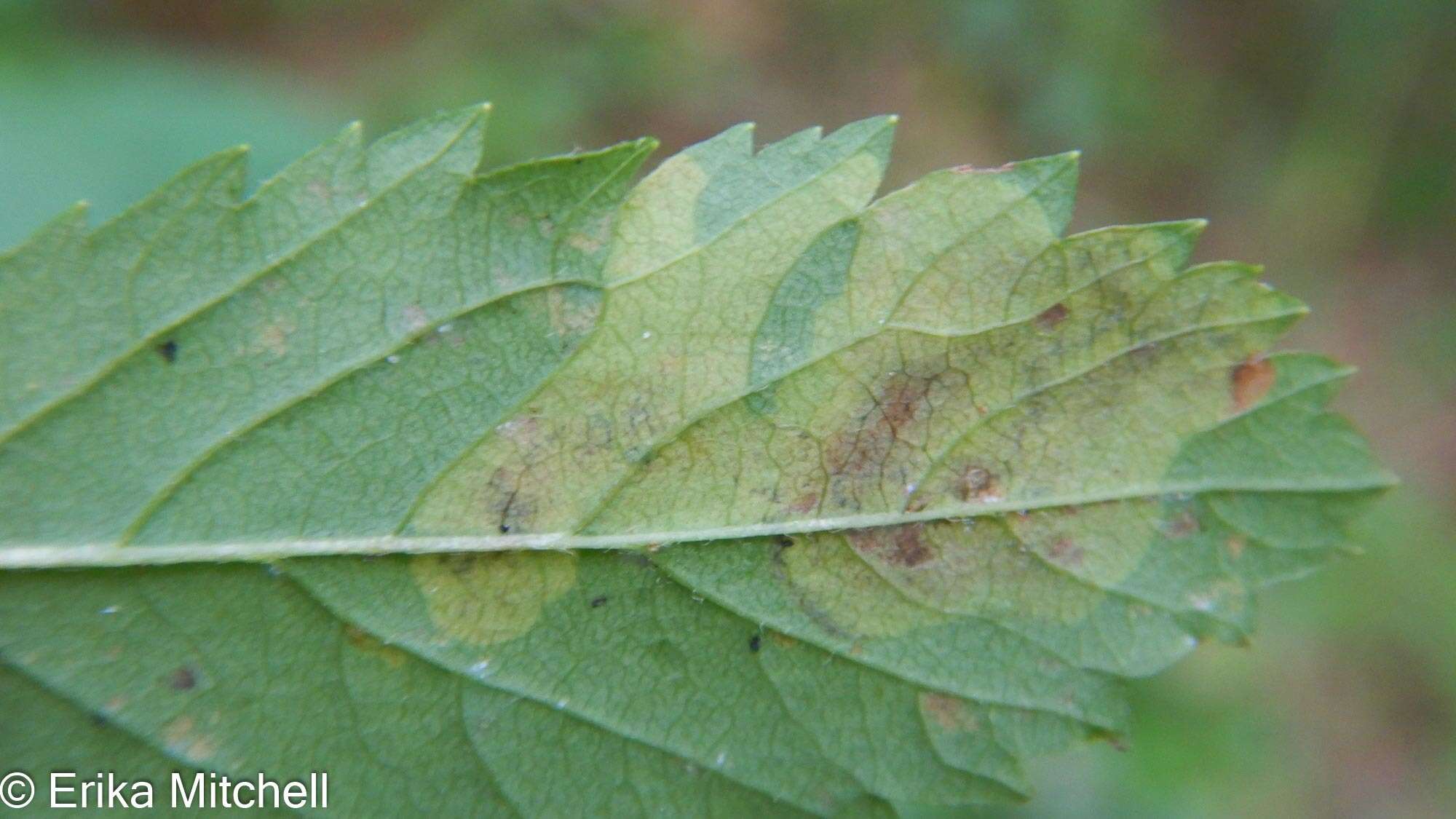 Image of Agromyza valdorensis Spencer 1969