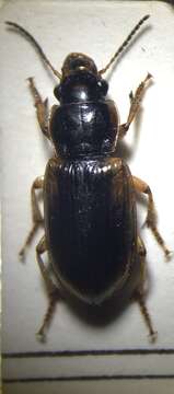 Anisodactylus (Anadaptus) discoideus Dejean 1831 resmi