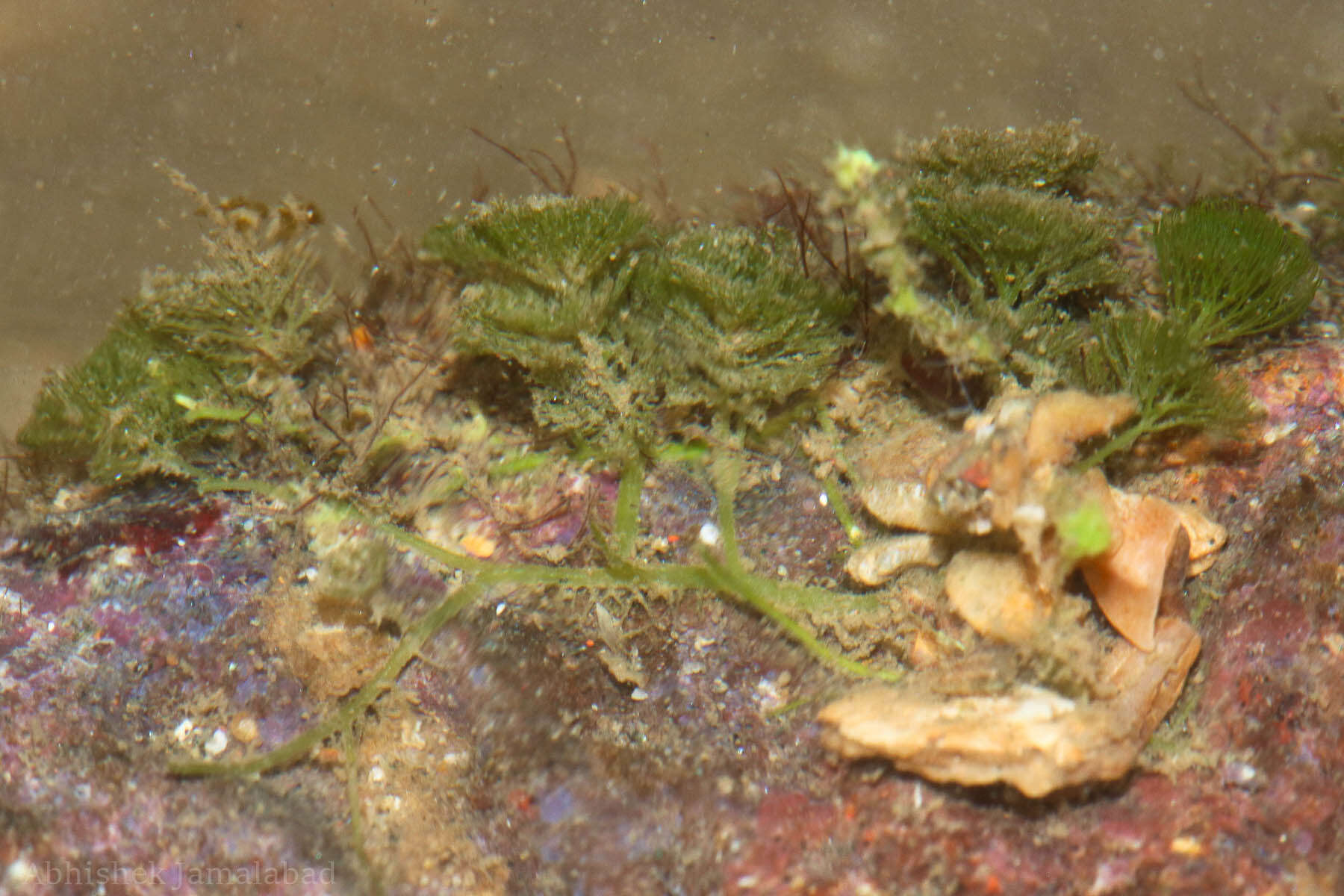 Image of Caulerpa verticillata