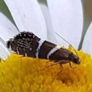 Image of Glyphipterix bifasciata Walsingham 1881