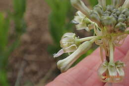 Imagem de Drimia sphaerocephala Baker