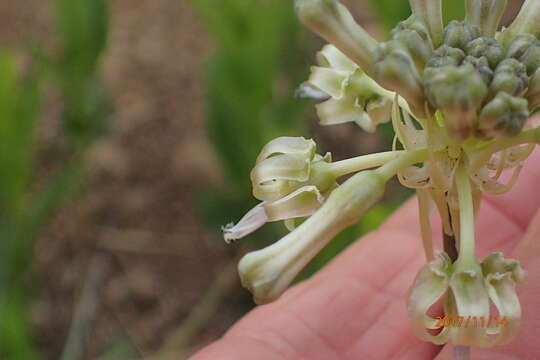 Image of Drimia sphaerocephala Baker