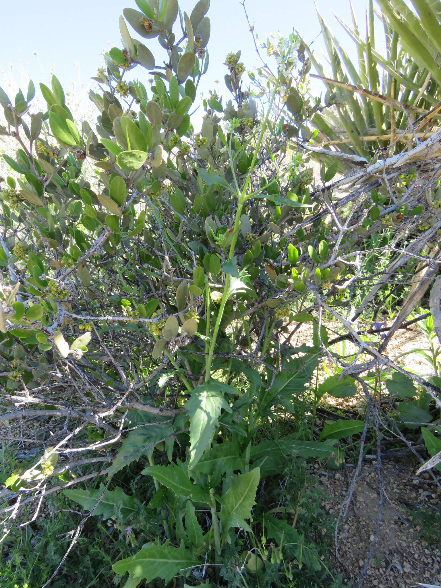 Sivun Caulanthus lasiophyllus (Hook. & Arn.) Payson kuva