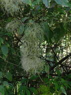 Imagem de Clematis grossa Benth.