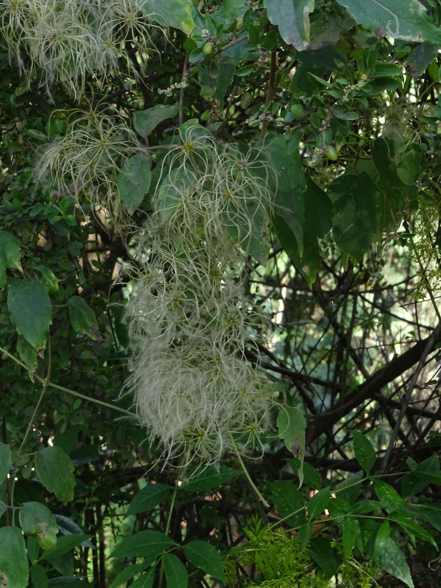 Sivun Clematis grossa Benth. kuva