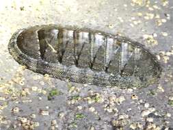 Image of Chiton virgulatus G. B. Sowerby II 1840