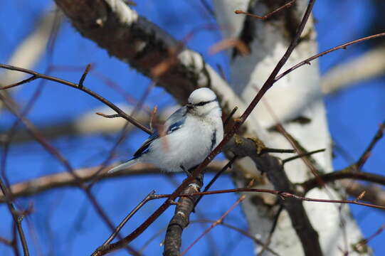 Image of Azure Tit