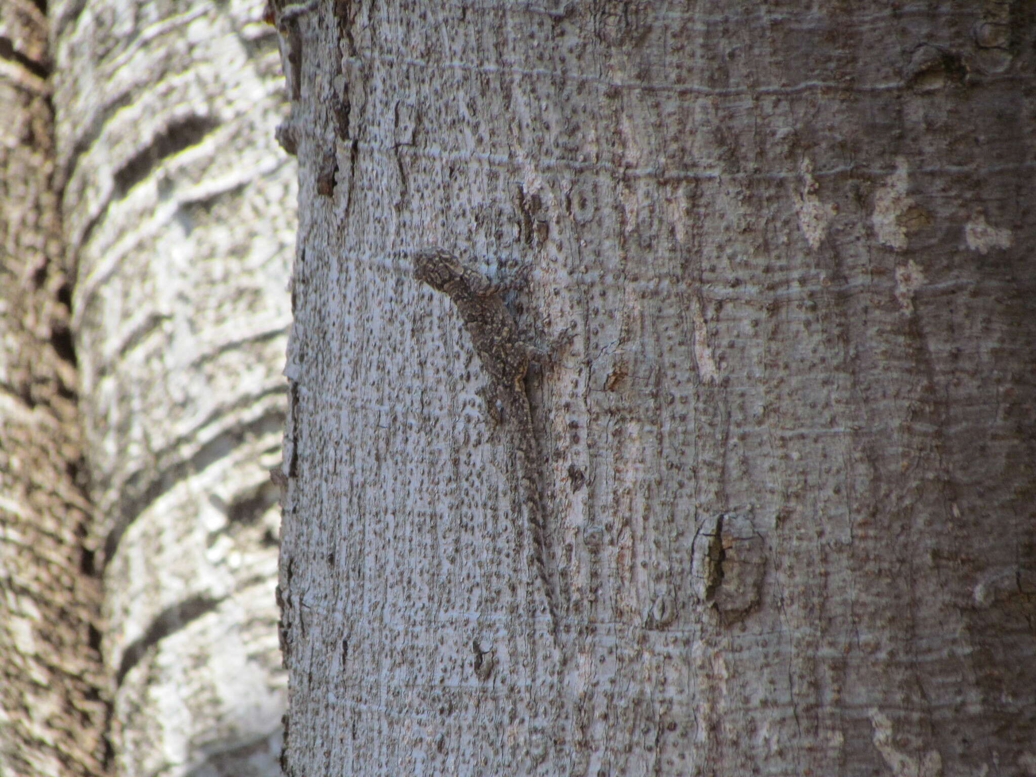 Image of Tropical tree lizard