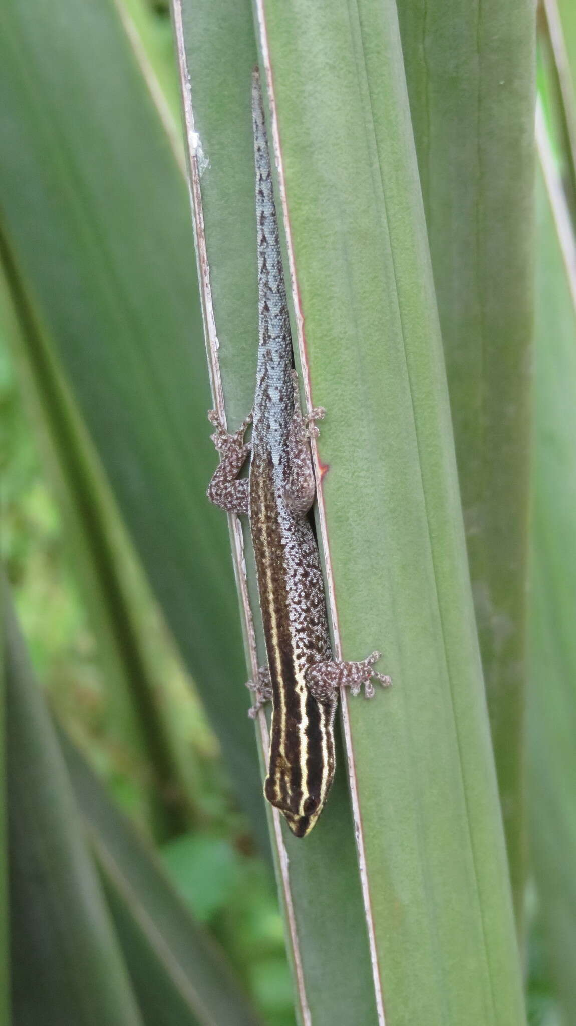 Image of Lygodactylus tsavoensis Malonza, Bauer, Granthon, Williams & Wojnowski 2019