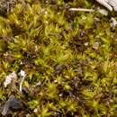 Image of condensed weissia moss