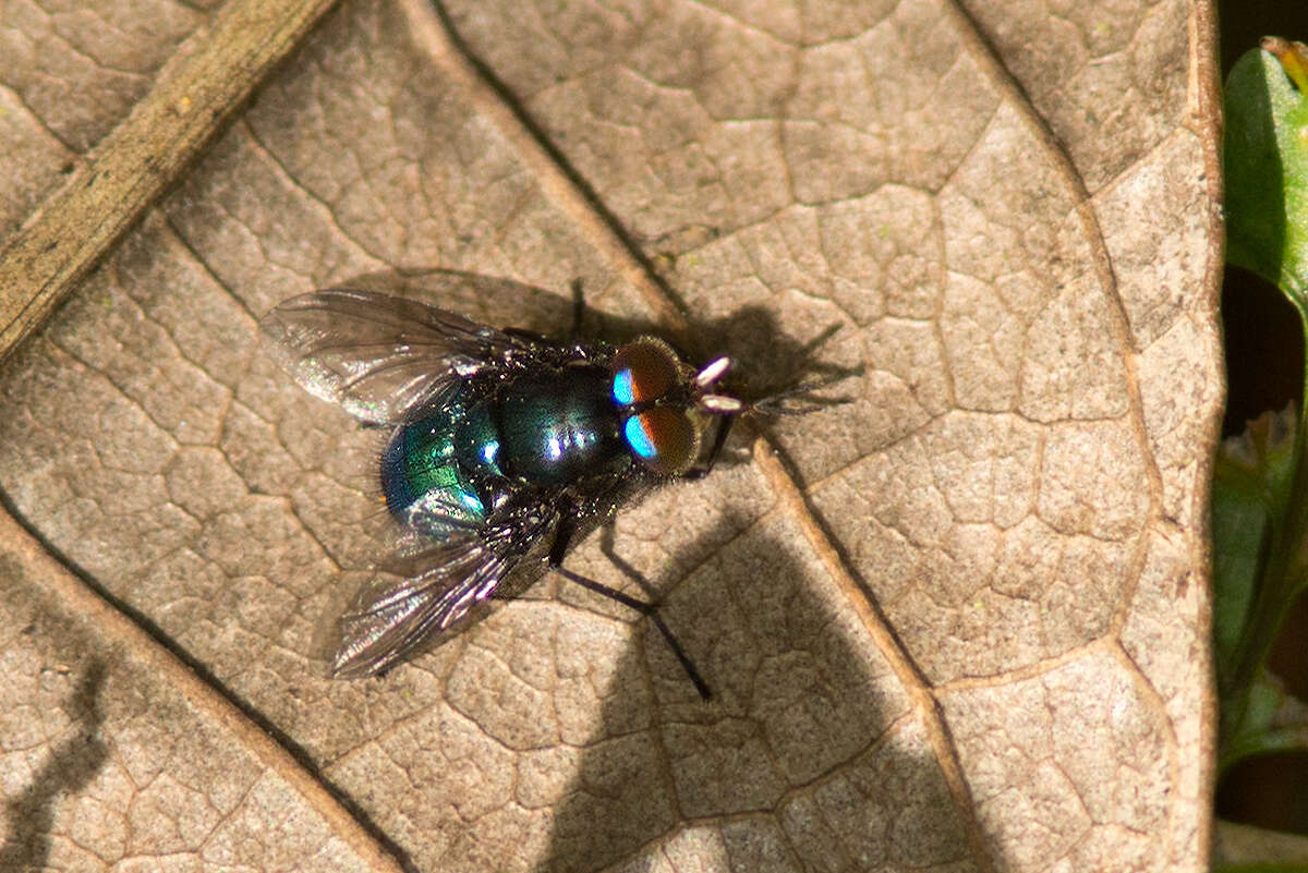 Image de <i>Roraimomusca roraima</i>