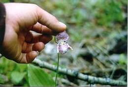 Image of Spotted lady's slipper