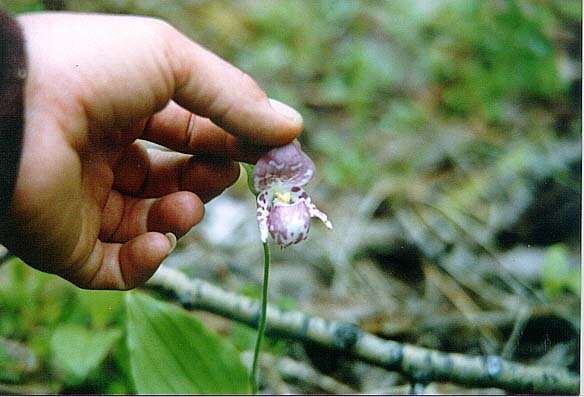 Image of Spotted lady's slipper